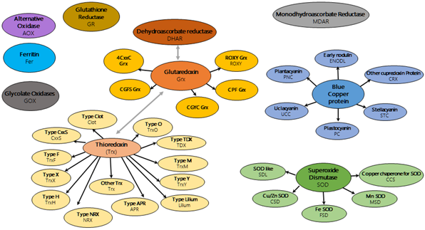 Schema of the oxydo reductases classes